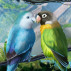 Available Now: Birds of Lost Temple In-game badge Collection for Tri-Peaks Solitaire HD!