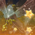The Next Pogi Constellation Arrives November 6!