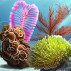 Dive into the Corals Badge Collection: A New Underwater Adventure!