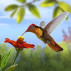 Available now: Hummingbirds Badge Collection for Mahjong Garden